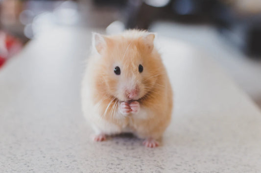 Decode Your Pet’s Behavior Understanding Their Signals