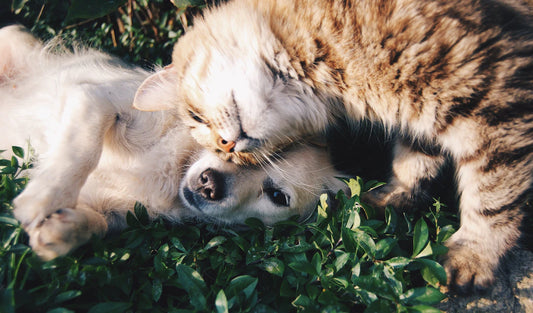 The Environmental Impact of Pet Ownership A Closer Look