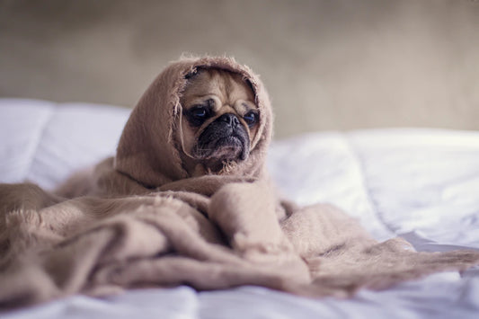Welcoming Your New Pet A Step-by-Step Guide