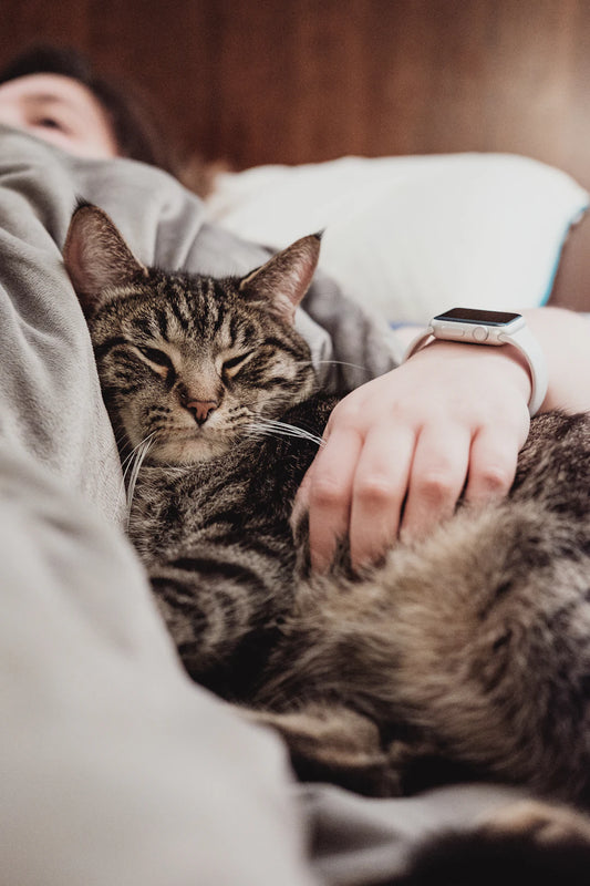 Creating the Perfect Routine for You and Your Pet
