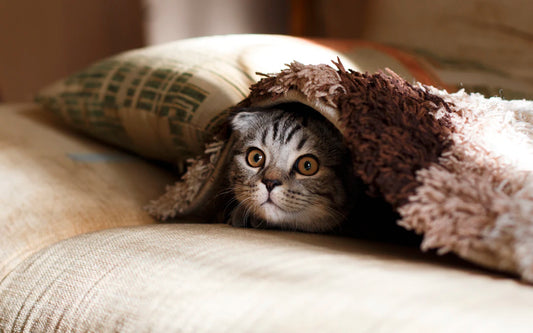 Essential Pet Care Tips for New Pet Owners