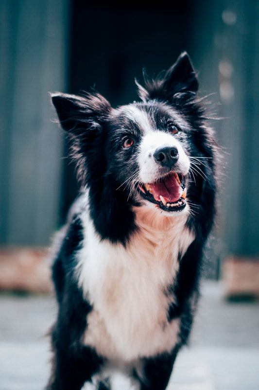 Sustainable Pet Care Eco-Friendly Practices for Pet Owners