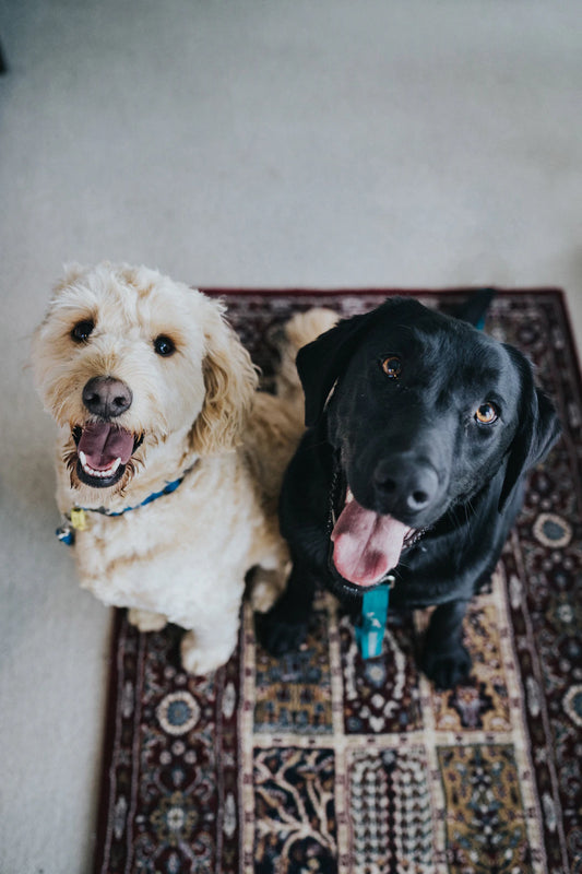 Choosing the Perfect Pet Your Guide to Furry Friends