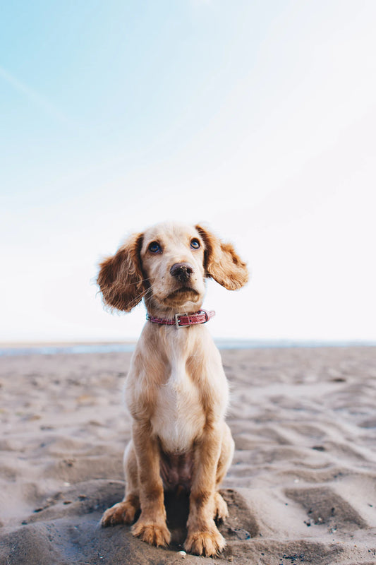 Understanding Pet Allergies Causes Management Tips