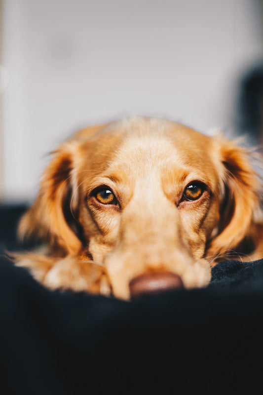 Choosing the Best Pet Care Services for Your Furry Friend