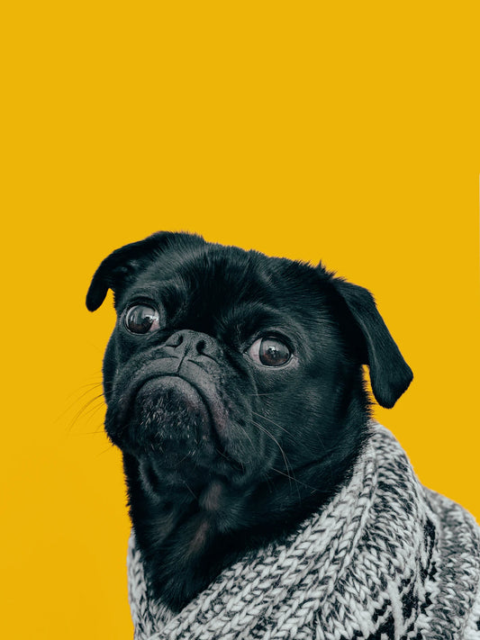 Fun Activities to Do with Your Pet at Home