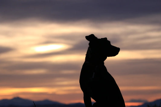 Traveling with Pets Tips for a Hassle-Free Journey