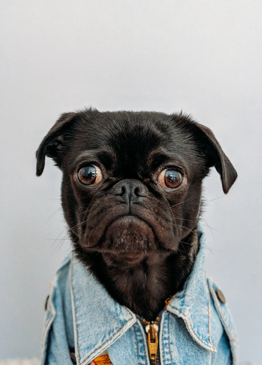 Understanding Pet Insurance Is It Right for You