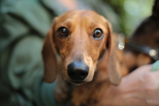 Understanding the Lifespan of Different Pets