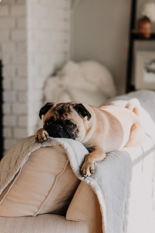 Transform Your Space Create a Pet-Friendly Garden