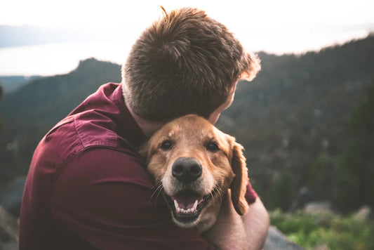 Navigating Pet Adoption What to Expect