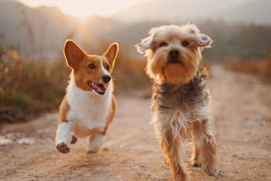 Essential Guide to Understanding Pet Nutrition