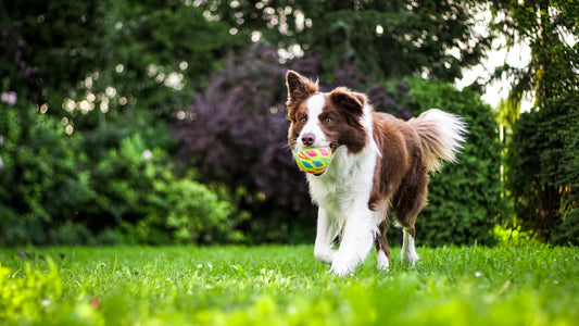 Mastering Dog Training Tips to Train Like a Pro