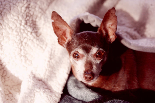 Supporting Senior Pets Special Considerations You Need