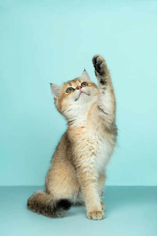 Grooming Tips for Every Type of Pet You Love