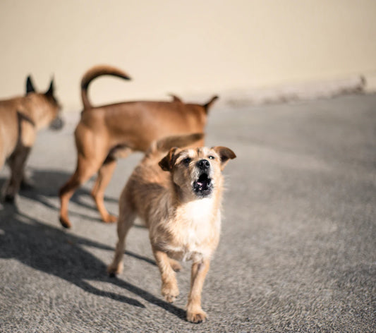 Mastering Pet Training Essential Tips Commands