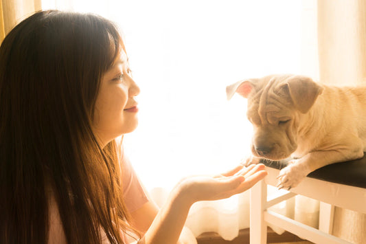 The Benefits of Owning a Pet Why You Should Consider One