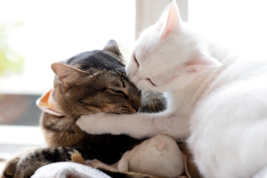The Essential Role of Mental Stimulation for Pets