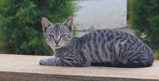 The Benefits of Spaying and Neutering Pets