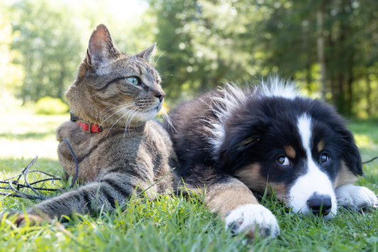 Finding Your Perfect Pet Match A Guide for Every Lifestyle