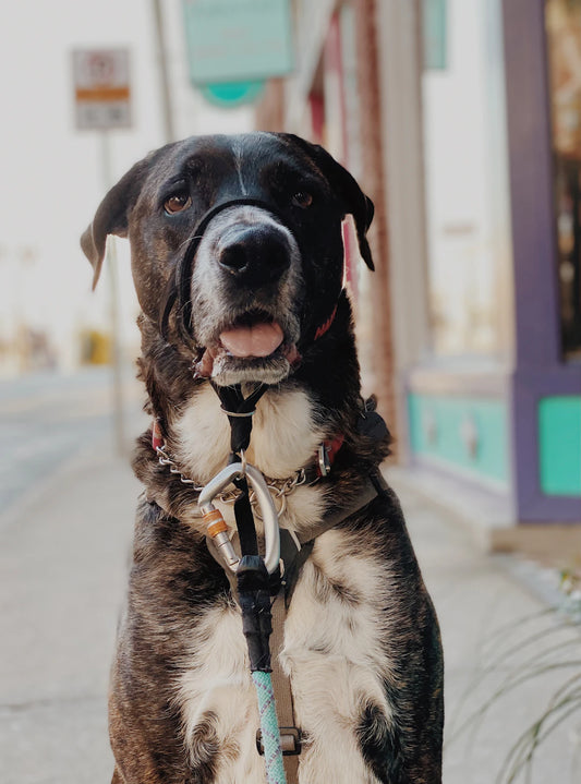 The Essential Role of Exercise for Your Beloved Pets