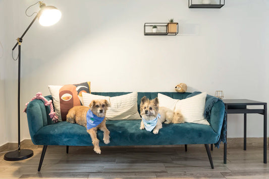 Create a Cozy Pet-Friendly Home for Your Furry Friends