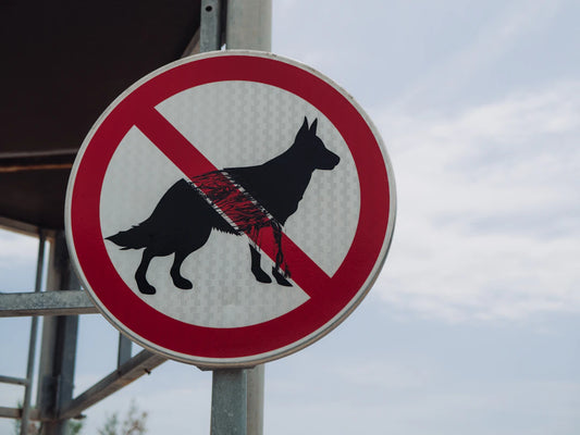 Ensure Your Pet's Safety Essential Tips for Home Outdoors
