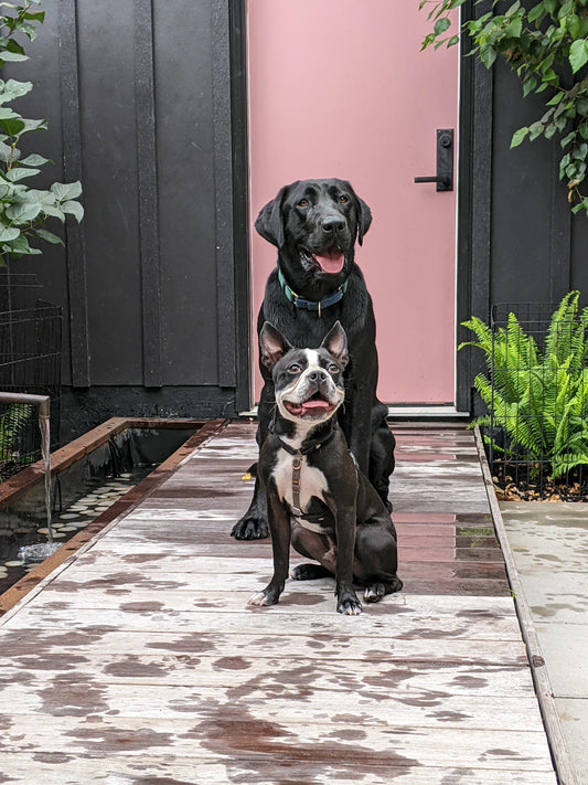 Mastering Puppy Socialization Techniques for Happy Dogs