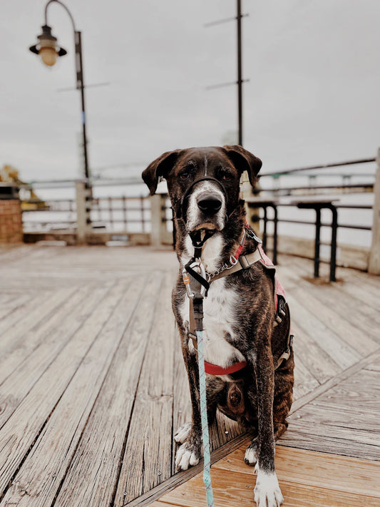 The Role of Exercise in Your Pet’s Life
