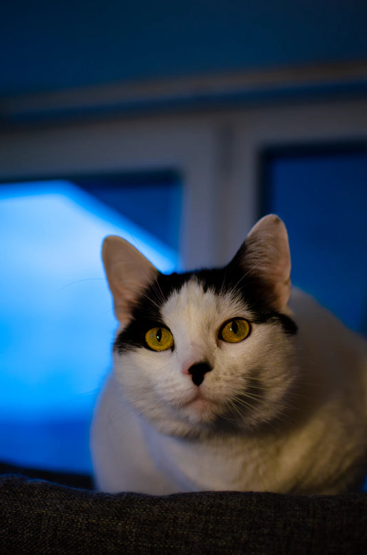 Pet Photography Tips Capture Perfect Shots Every Time
