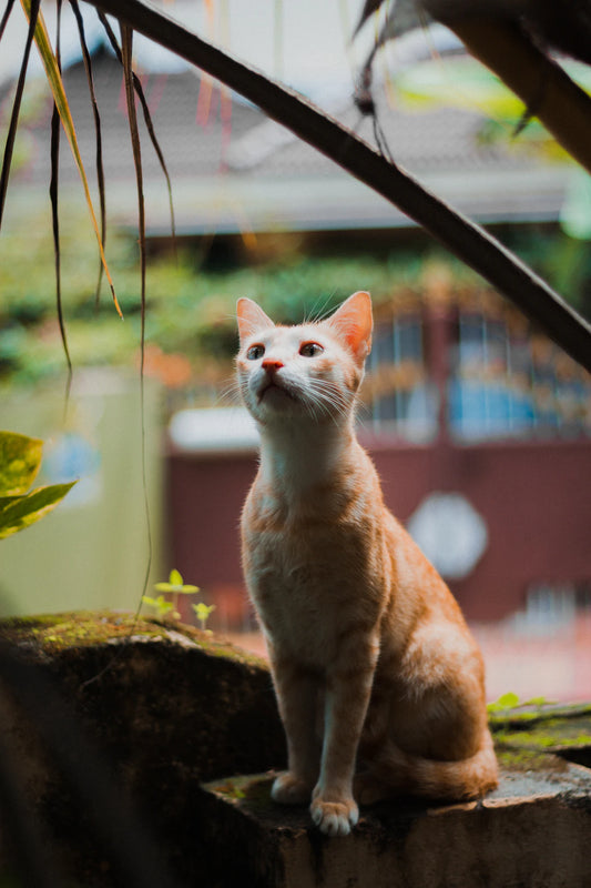 Capture the Paw-some Moments Pet Photography Tips