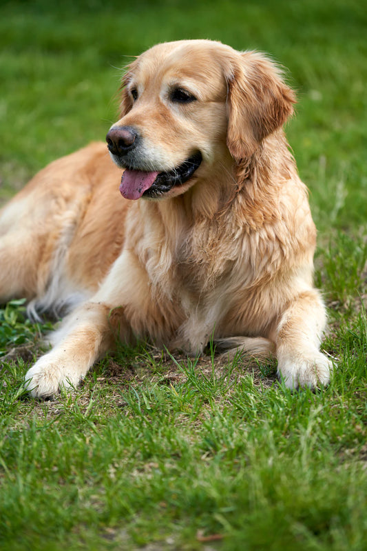 Tips to Tame Your Pet's Anxiety for a Happier Life
