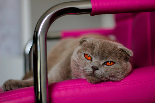 Fun and Creative Ways to Showcase Your Pet Online