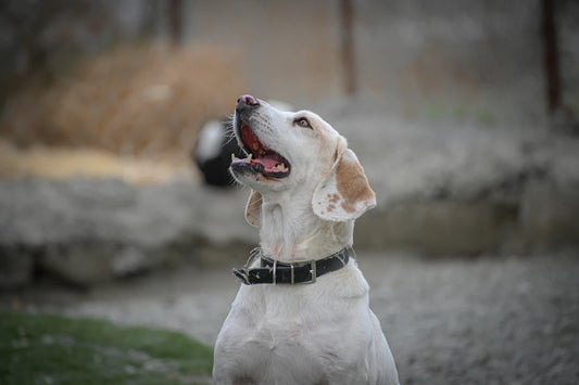 Discover the Joy Why You Should Adopt a Shelter Pet