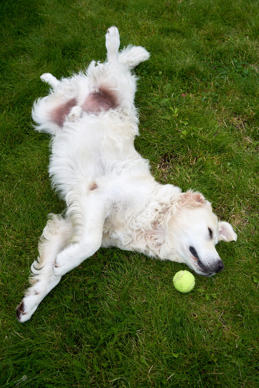 The Role of Play in Pet Development and Health