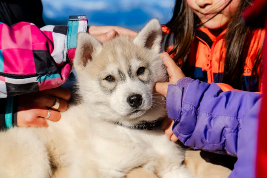 Find Your Furry Friend Choosing the Perfect Pet