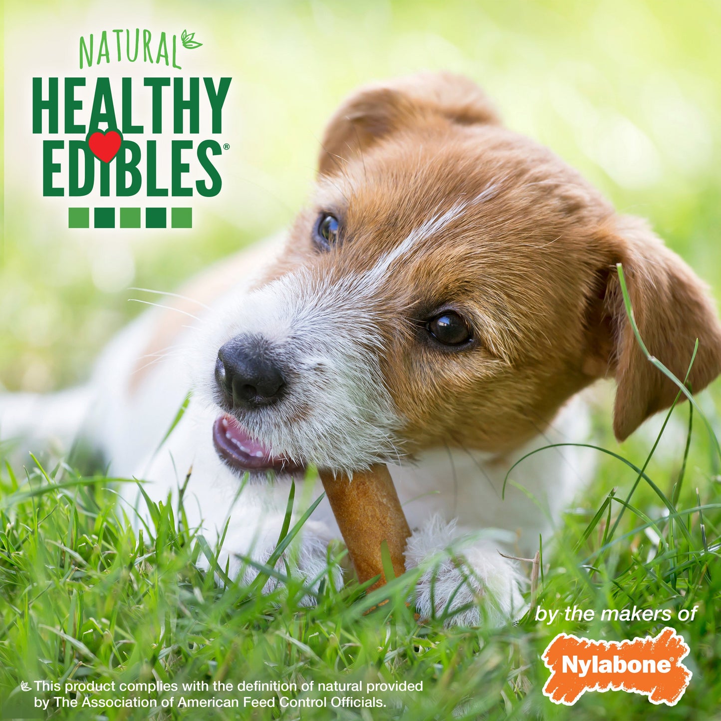 Nylabone Healthy Edibles AllNatural Long Lasting Bacon Chew Treats Bacon, SMall/Regular Up To 25 Ibs. 1 ct
