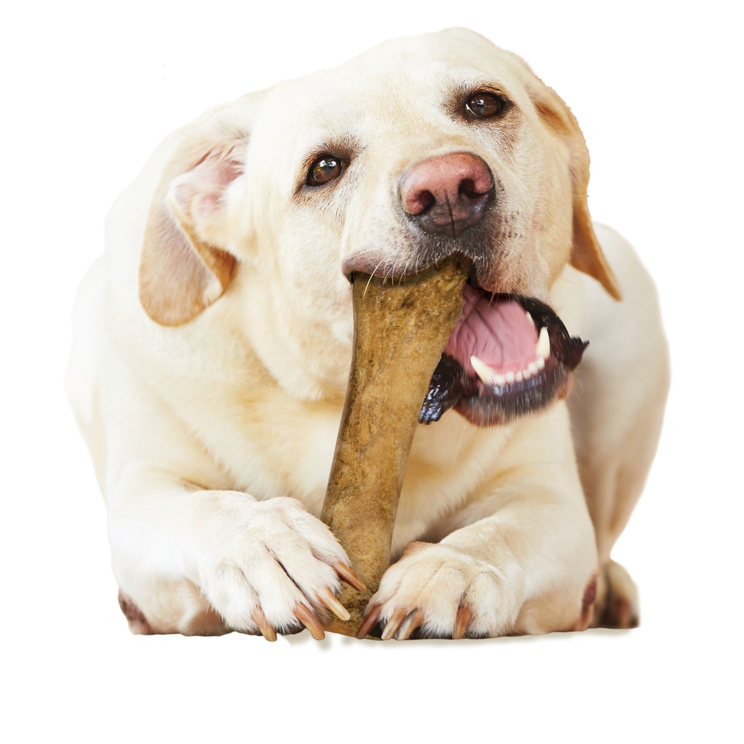 Nylabone Healthy Edibles AllNatural Long Lasting Bacon Chew Treats 1 Count, Souper 50 lb