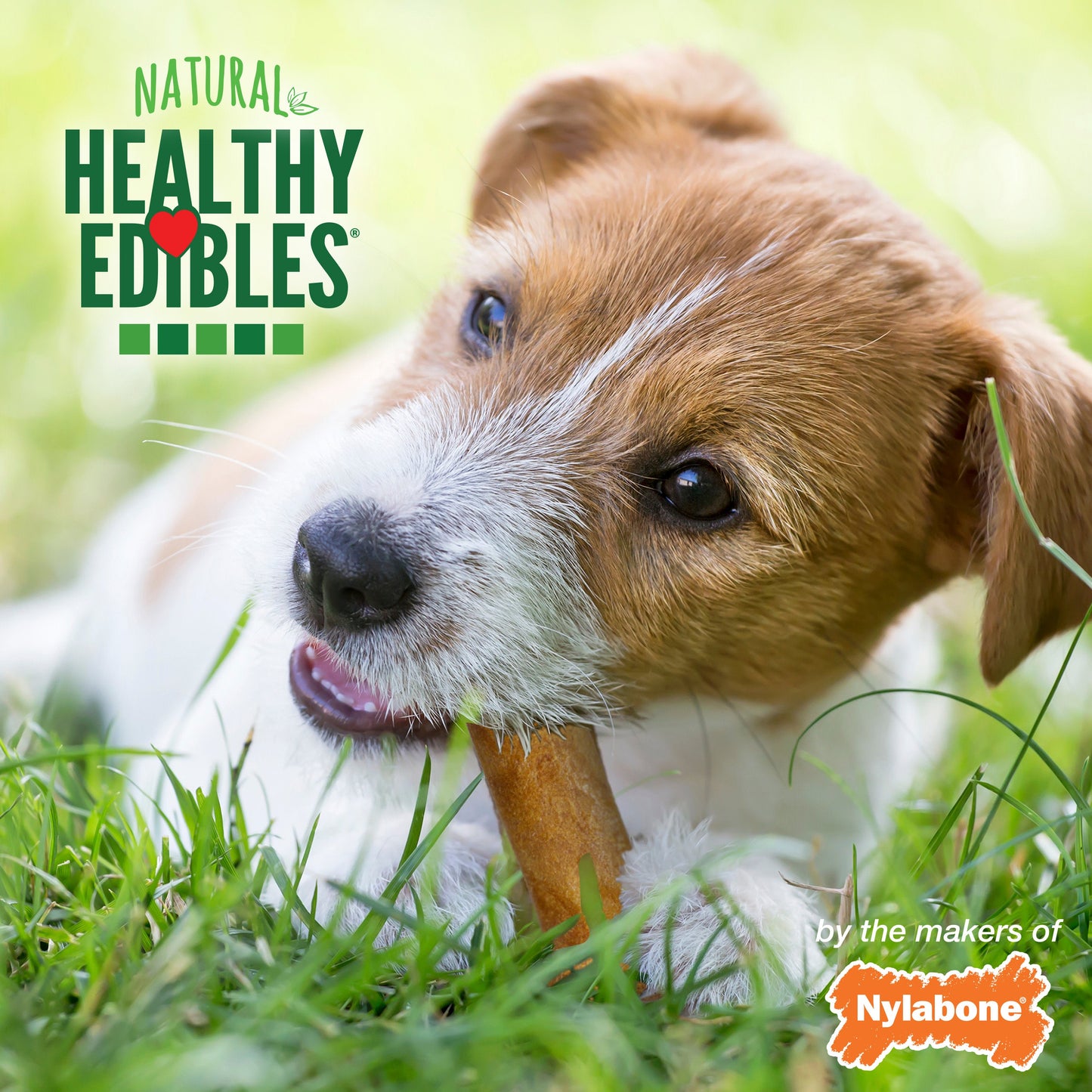 Nylabone Healthy Edibles AllNatural Long Lasting Chew Treats Variety Pack 3 count, Petite Up To 15 lb