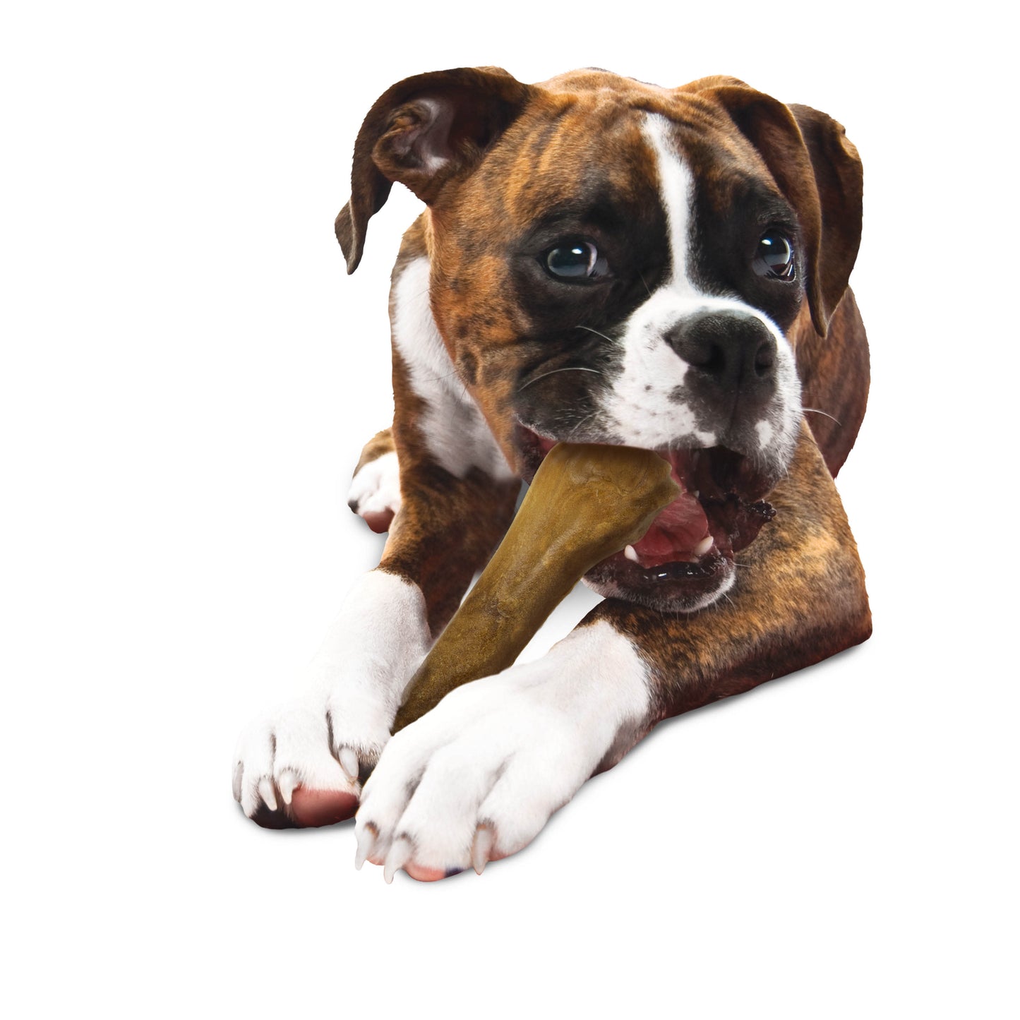 Nylabone Healthy Edibles AllNatural Long Lasting Roast Beef Dog Chew Treats 1 Count, Souper 50 lb