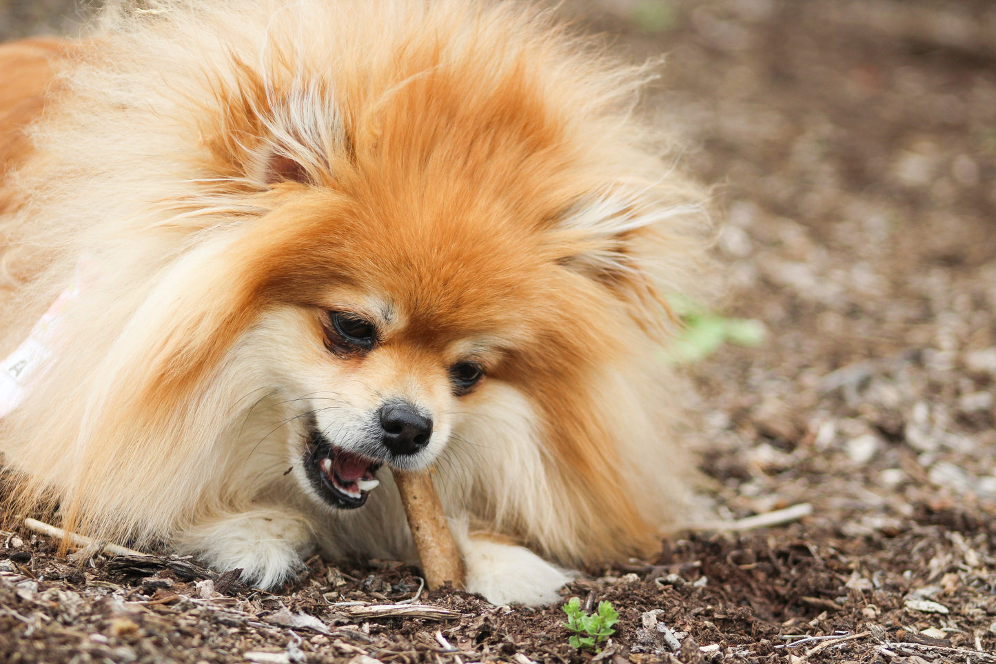 Nylabone Healthy Edibles AllNatural Long Lasting Roast Beef Dog Chew Treats Roast Beef, SMall/Regular Up To 25 Ibs. 1 ct
