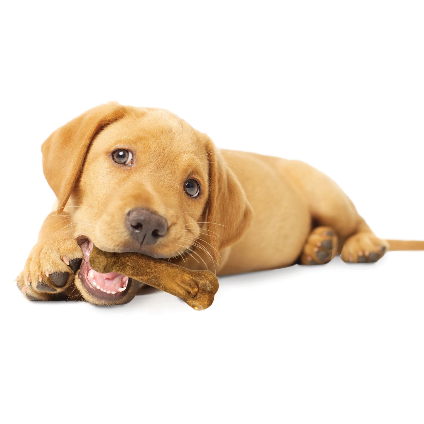 Nylabone Healthy Edibles Puppy AnimalShaped Lamb Apple Dog Chew Treats Lamb Apple, SMall/Regular Up To 25 Ibs. 3 ct