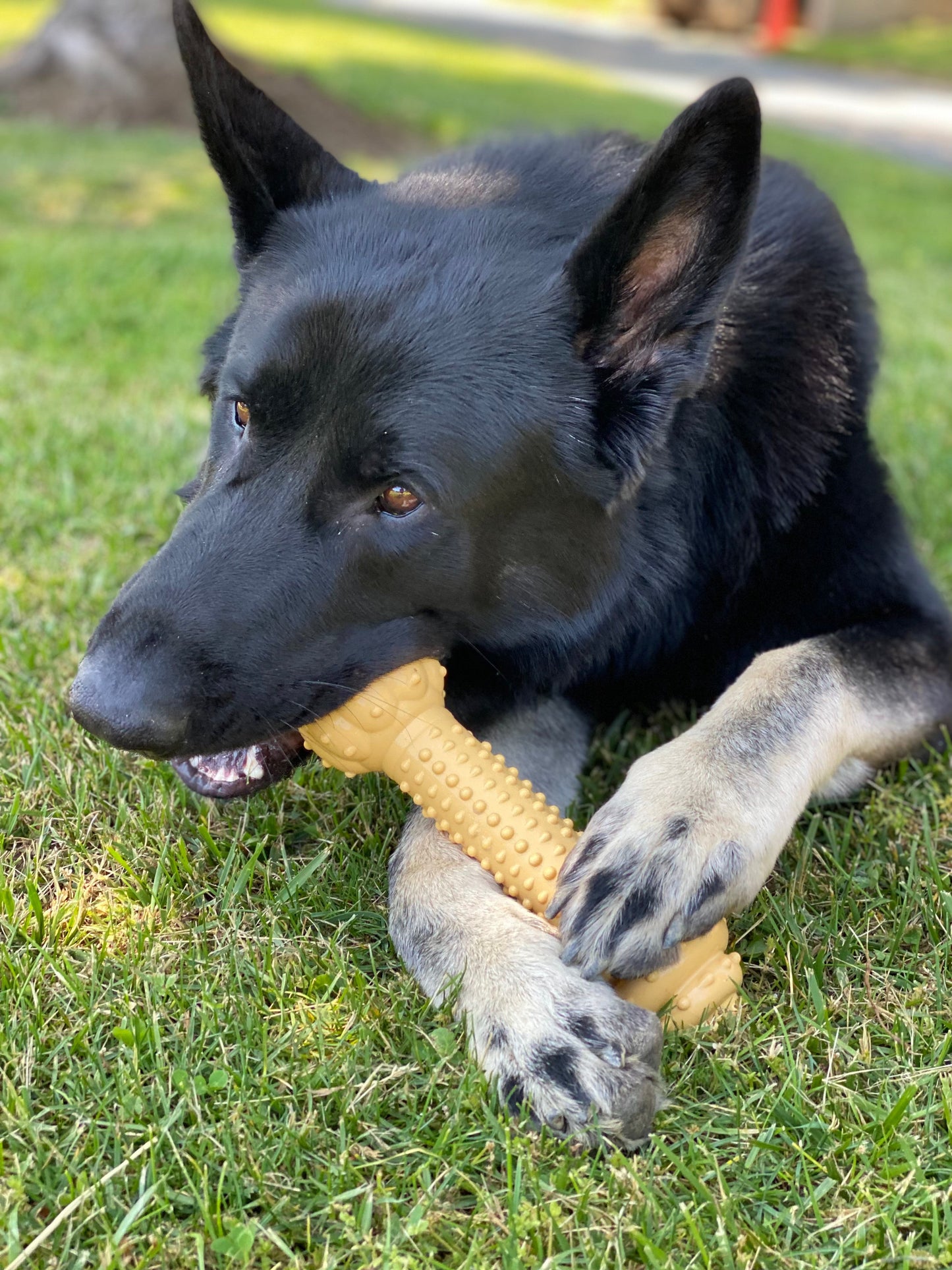 Nylabone Barbell Power Chew Durable Dog Toy Peanut Butter 1ea/XXL/Monster - 50++ lb