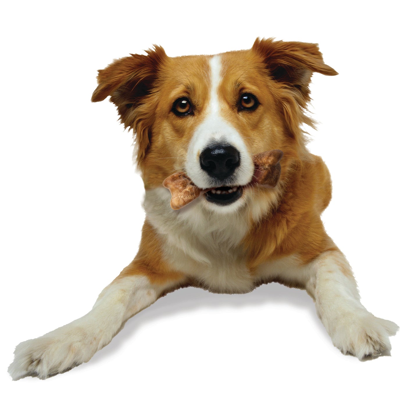 Nylabone Healthy Edibles WILD Natural Long Lasting Bison Dog Chew Treats Bison, Medium/Wolf Up To 35 Lbs. 2 ct