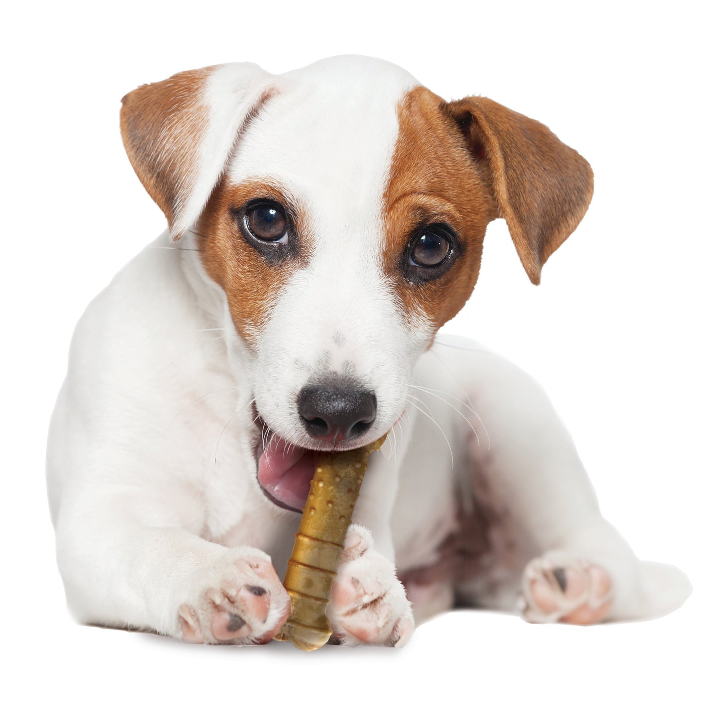 Nylabone Healthy Edibles AllNatural Long Lasting Turkey Apple Dog Chew Treats Turkey Apple, SMall/Regular Up To 25 Ibs. 4 ct