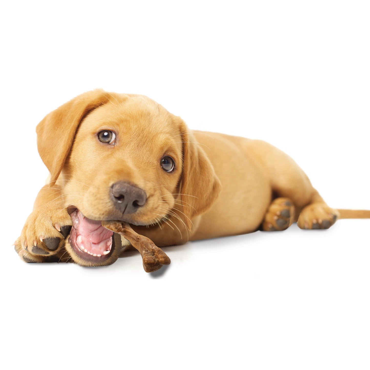 Nylabone Healthy Edibles WILD Puppy Natural Long Lasting Turkey Dog Chew Treats Turkey, SMall/Regular Up To 25 Ibs. 4 ct