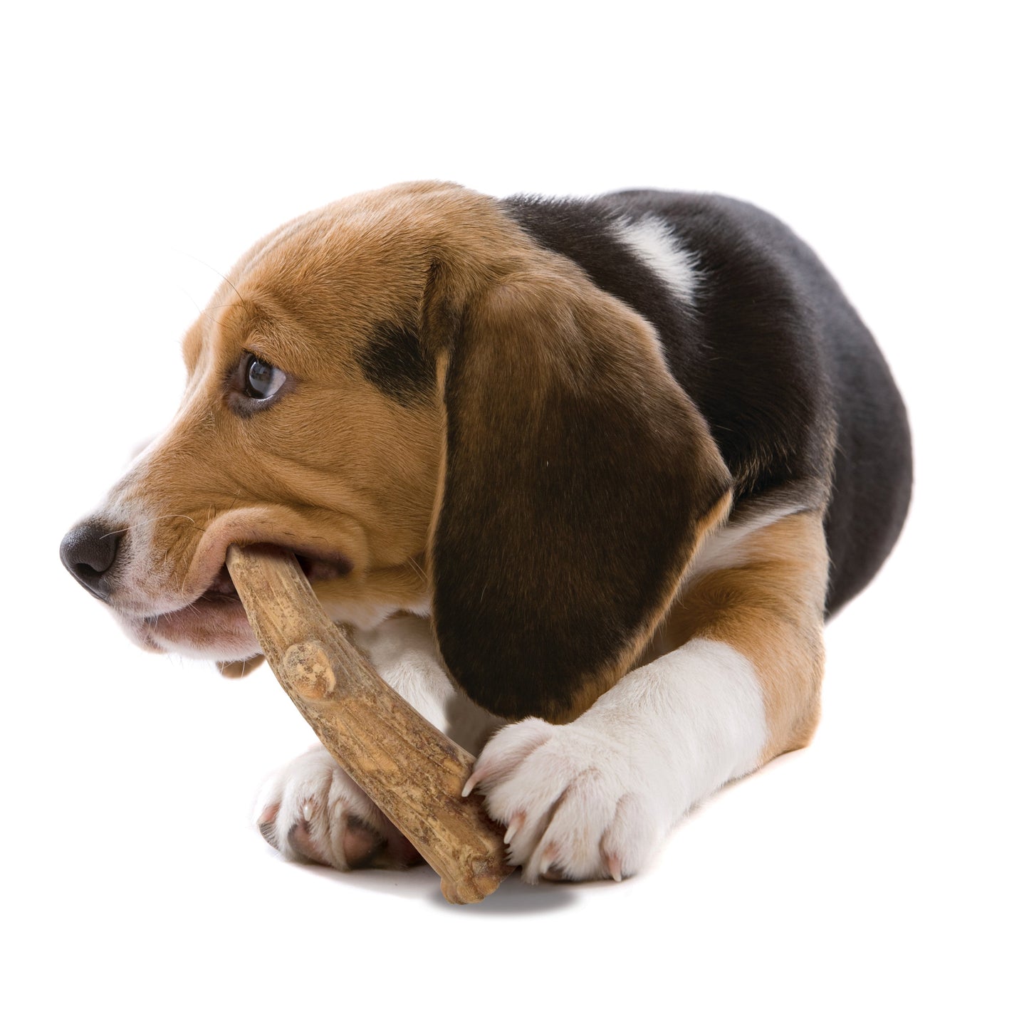 Nylabone Healthy Edibles WILD Antler Natural Long Lasting Dog Chew Treats Venison, Large/Giant Up To 50 Lbs. 2 ct