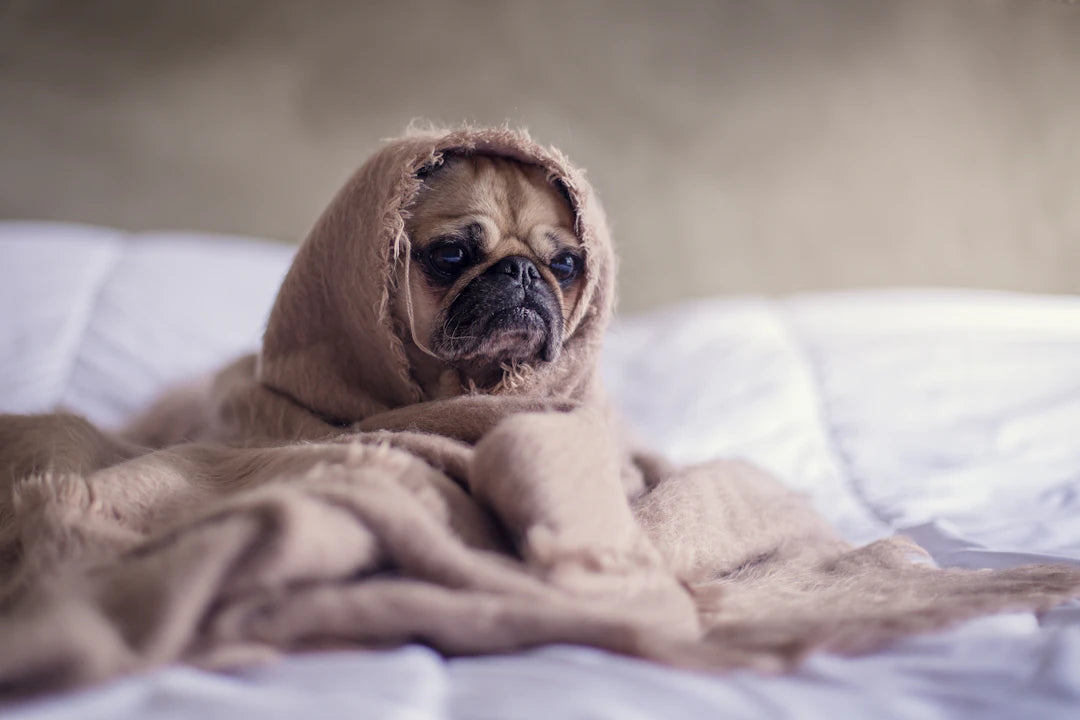 Welcoming Your New Pet A Step-by-Step Guide