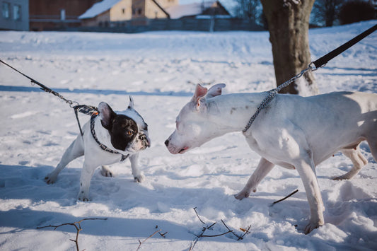 The Importance of Socializing Your Pet Happy Paws, Happy Hearts