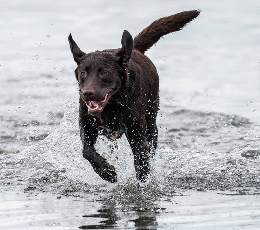 Playtime Elevate Your Pet's Routine for a Happy Life